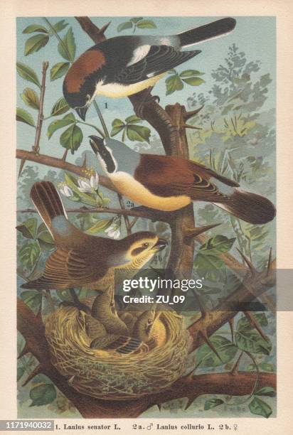 woodchat shrike and red-backed shrike, chromolithograph, published in 1896 - lanius stock illustrations
