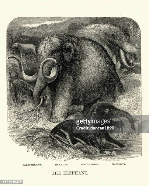 ausgestorbene elefantenarten, mammut, mastodon, dinotherion, paleotherion - stoßzahn stock-grafiken, -clipart, -cartoons und -symbole
