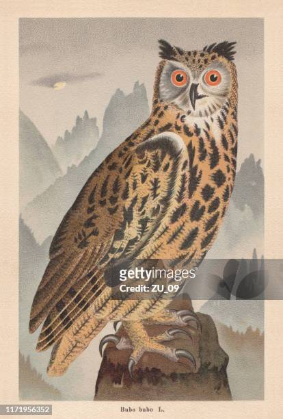 ilustraciones, imágenes clip art, dibujos animados e iconos de stock de búho-águila euroasiática (bubo bubo), cromolitógrafo, publicado en 1896 - búho