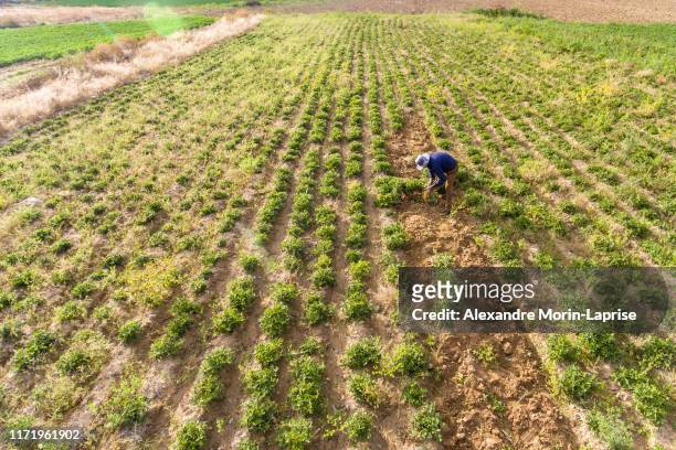 farmer harvesting peanuts plants in large green peanut crop - peanuts stock pictures, royalty-free photos & images