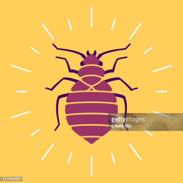 ilustrações de stock, clip art, desenhos animados e ícones de bedbug - infestation