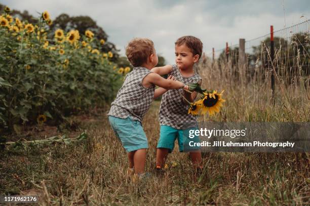 3 year old toddler fraternal twins stands in a sunflower field and are fighting / tantrumming - friends arguing stock pictures, royalty-free photos & images