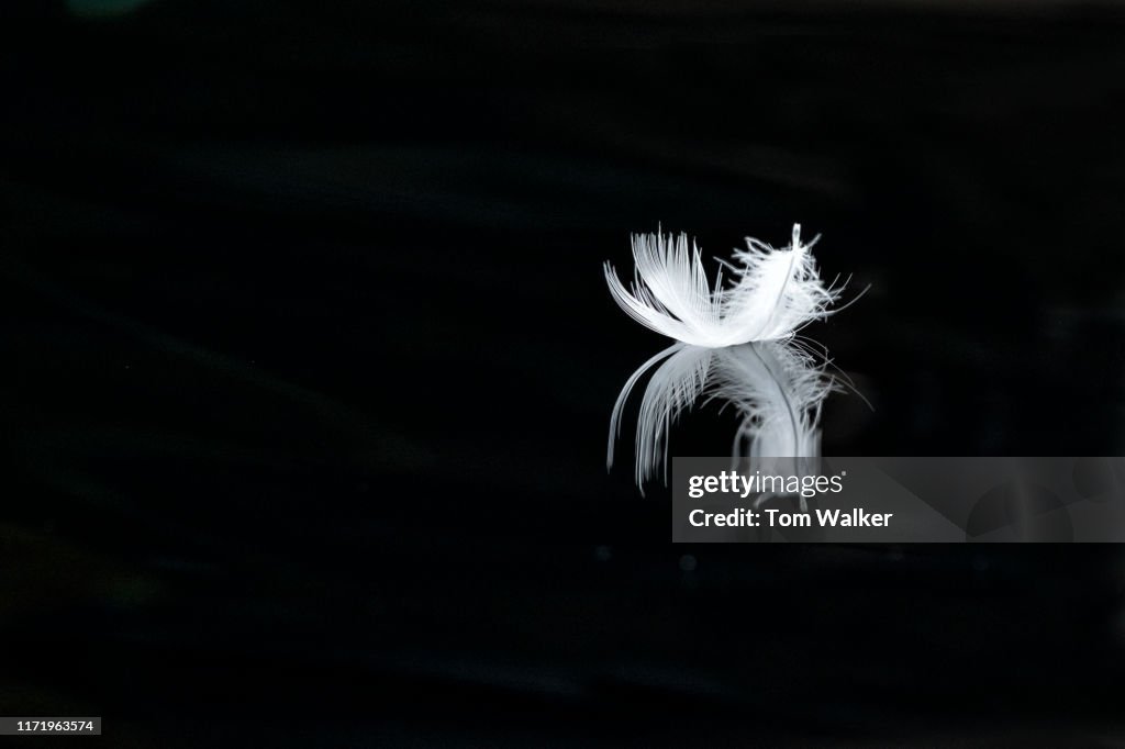 Feather, reflection, Alaska