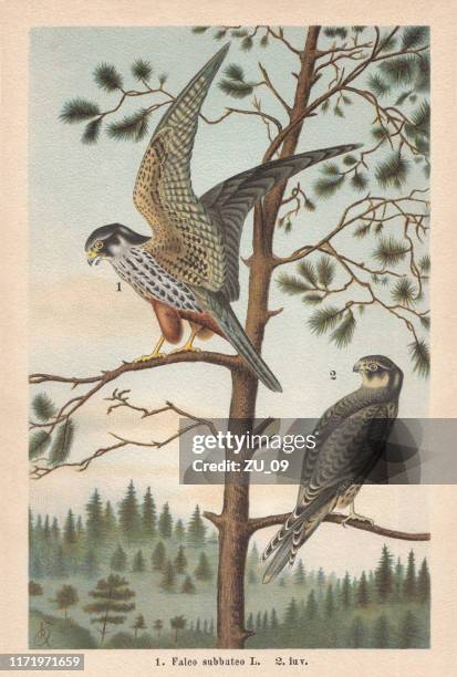 eurasisches hobby, chromolithograph, erschienen 1896 - lärche stock-grafiken, -clipart, -cartoons und -symbole