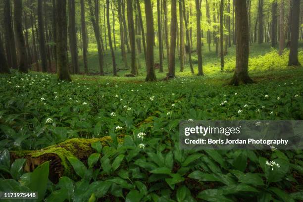 ramsons - eifel stock pictures, royalty-free photos & images