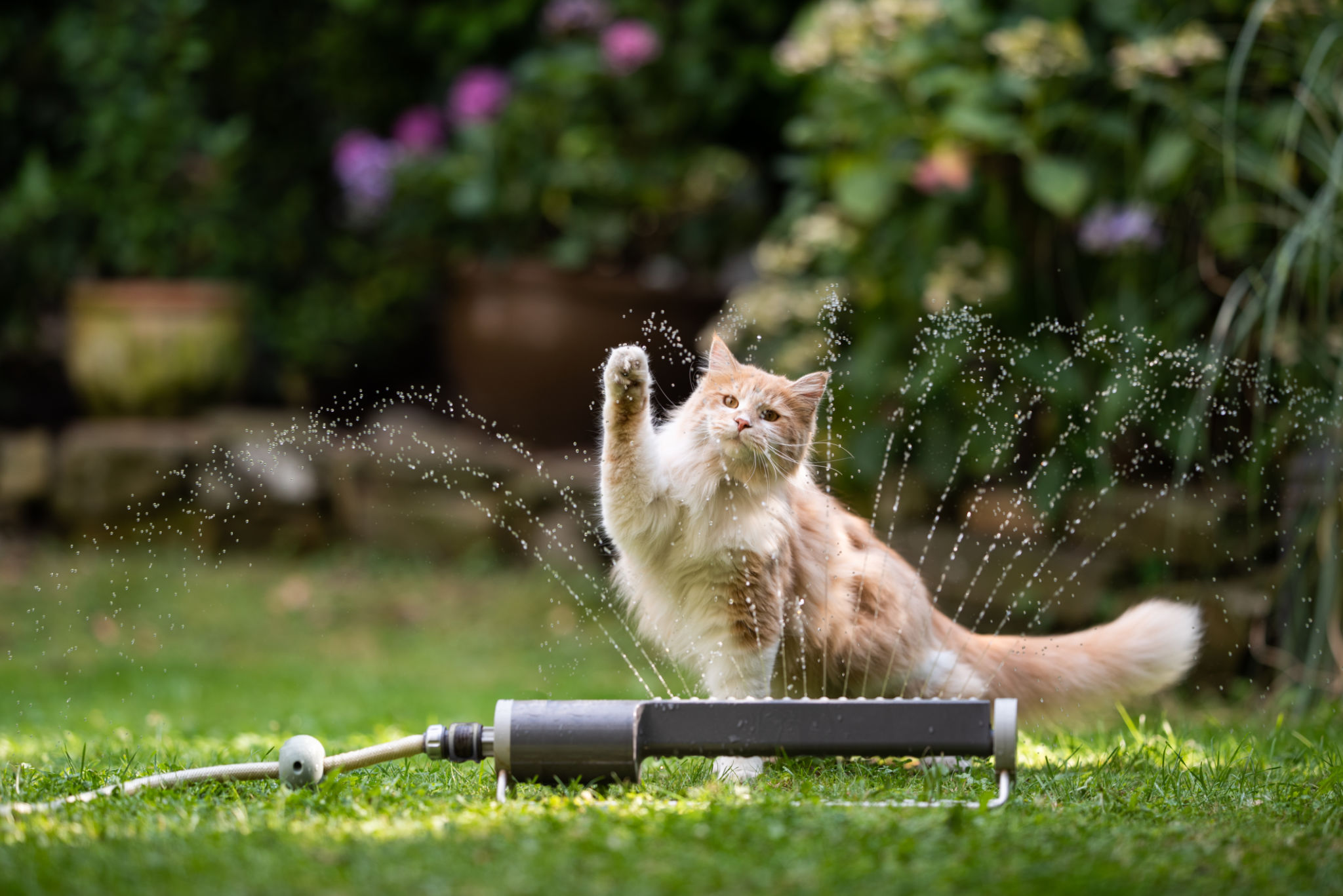 cat exploration