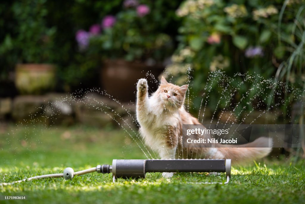 Gato jardim de aspersão de gramado