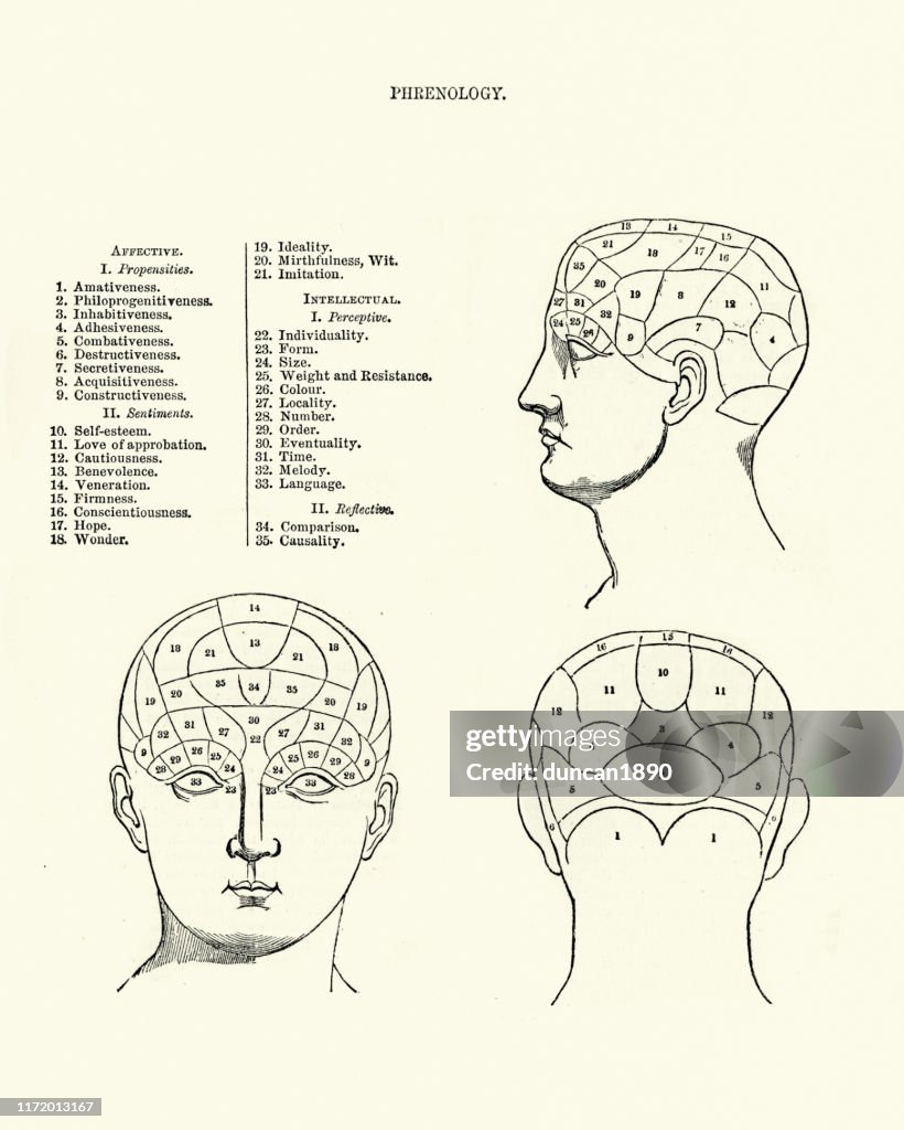 Victorian Phrenology Head Chart 19th Century High-Res Vector Graphic ...
