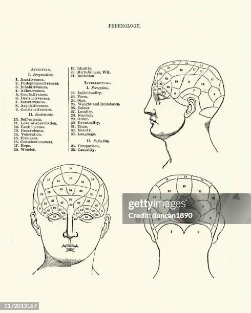 victorian phrenology head chart, 19th century - human brain diagram stock illustrations