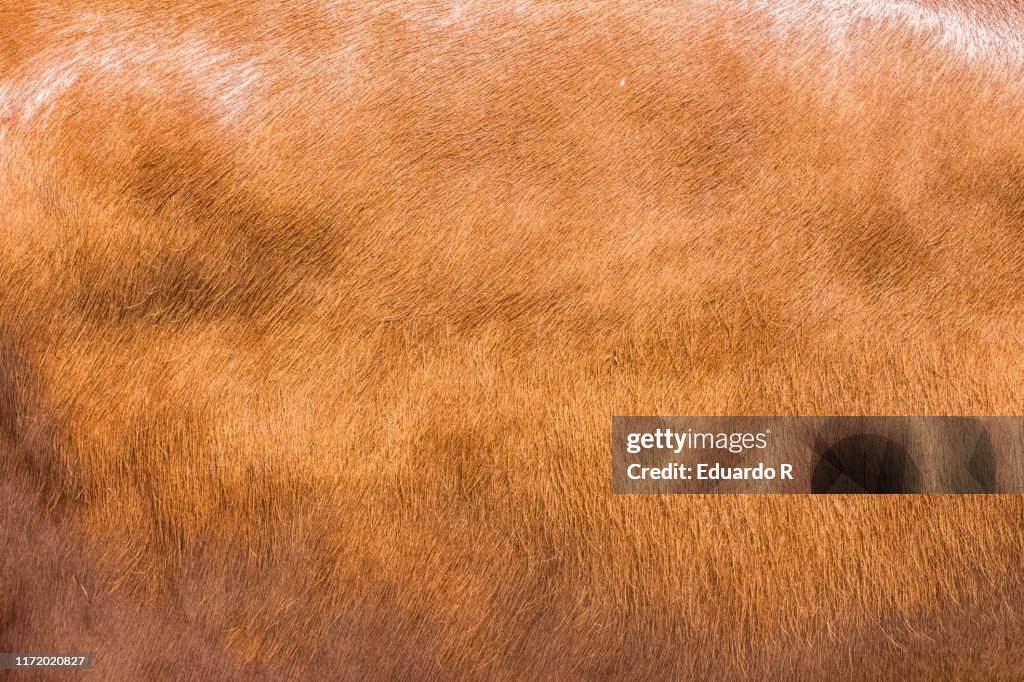 Brown natural leather texture in the light of cow or bull