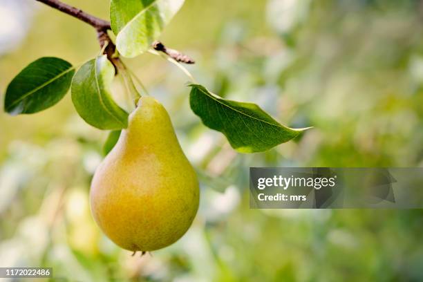 ripe pear on a tree - pera fotografías e imágenes de stock