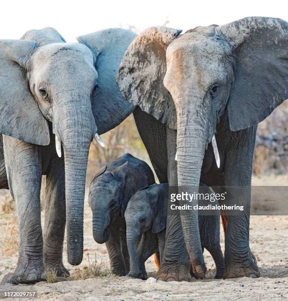 two elephants with elephant cubs, etosha national park, namibia - quattro animali foto e immagini stock