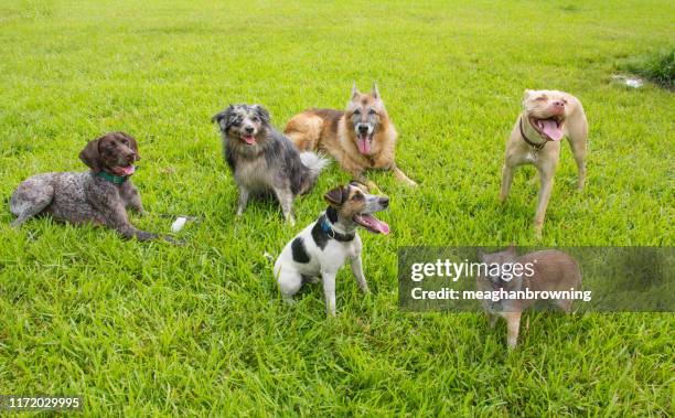 six dogs in a dog park, united states - dog park stock pictures, royalty-free photos & images