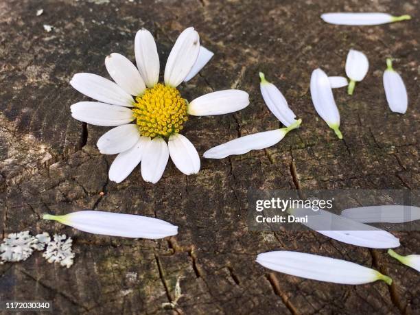 daisy with petals missing on a piece of wood - 花びら占い ストックフォトと画像