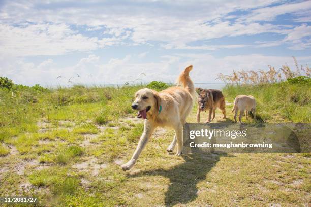 three dogs playing by the ocean, united states - 3 dogs stock-fotos und bilder