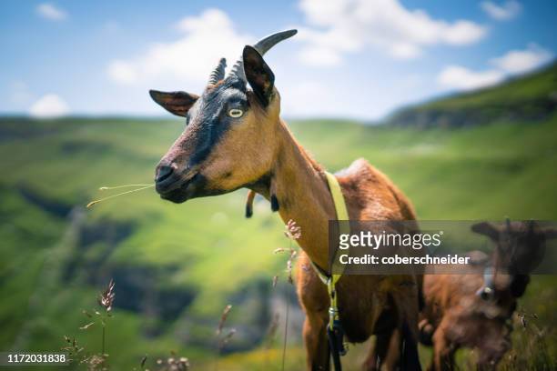 two mountain goats in the austrian alps, gastein, salzburg, austria - mountain goat stock pictures, royalty-free photos & images