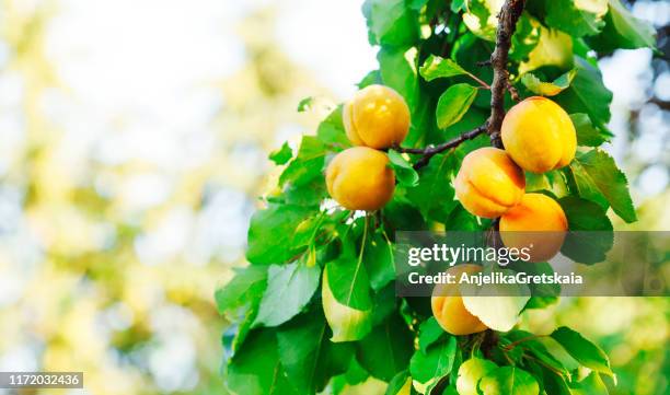 close-up of apricots growing on a tree, canada - aprikosenbaum stock-fotos und bilder
