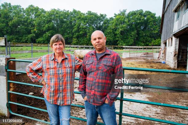a farm couple outside a livestock pen on a beef cattle farm - female animal stock pictures, royalty-free photos & images