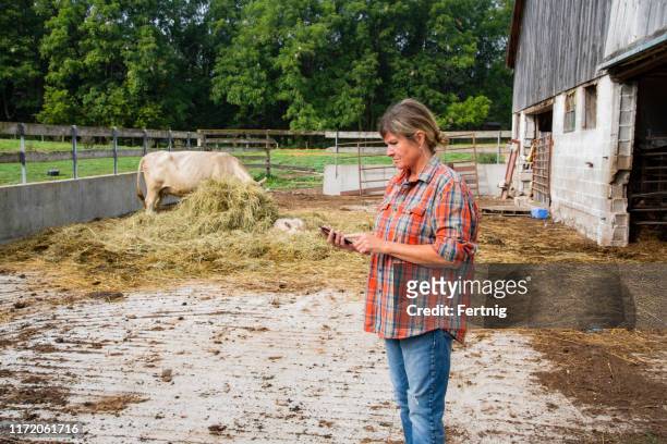 a female beef farmer using a cell phone inside a cattle pen - female animal stock pictures, royalty-free photos & images