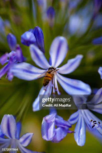 lily of the nile - african lily fotografías e imágenes de stock