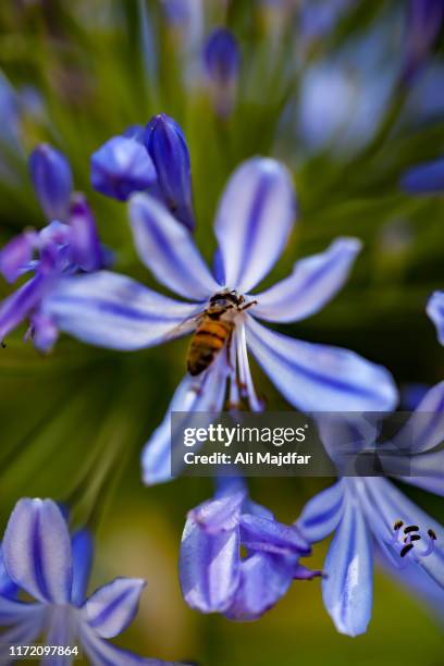 lily of the nile - agapanthus stock pictures, royalty-free photos & images