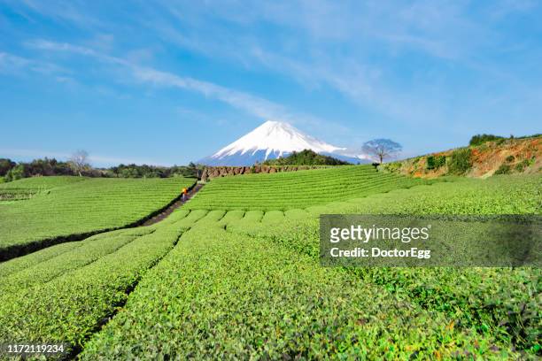 fuji mountain and green tea plantation, shizuoka, japan - prefettura di shizuoka foto e immagini stock