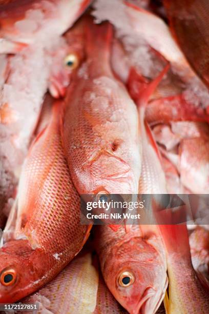 close up red snapper fish on ice - schnapper stock-fotos und bilder