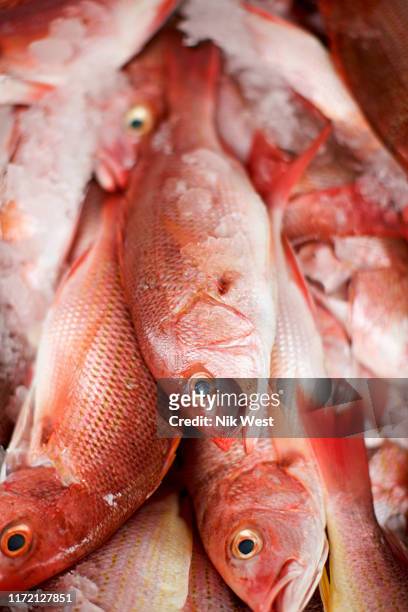 close up red snapper fish on ice - snapper fish stock pictures, royalty-free photos & images