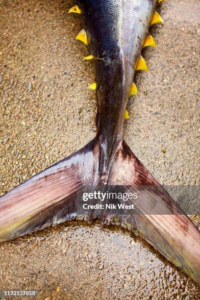 close up tail of yellow fin tuna - yellow fin tuna fish stock pictures, royalty-free photos & images