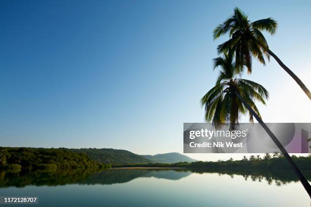 palm trees over tranquil, idyllic sunny lake, platinitos, nayarit, mexico - nayarit stock pictures, royalty-free photos & images