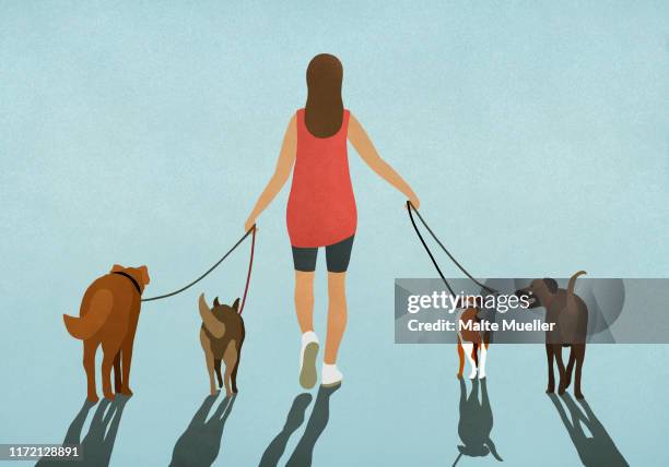 illustrazioni stock, clip art, cartoni animati e icone di tendenza di woman walking four dogs on leashes - pets stock illustrations