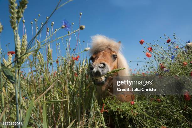 portrait pony in sunny rural field with wildflowers - equestrian animal stock-fotos und bilder