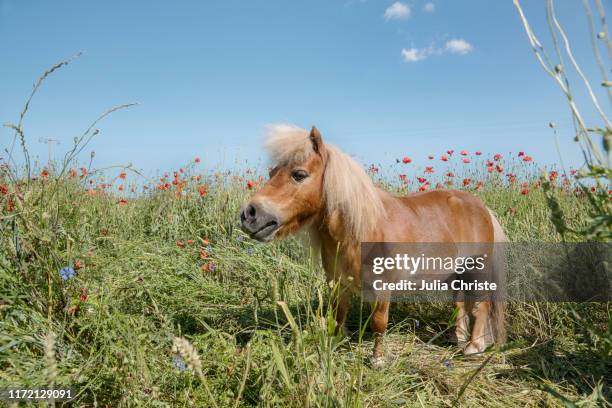 pony in sunny rural field with poppy wildflowers - brown horse stock pictures, royalty-free photos & images