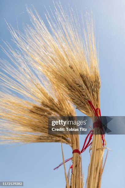 golden wheat bundles against sunny blue sky - haz de luz fotografías e imágenes de stock
