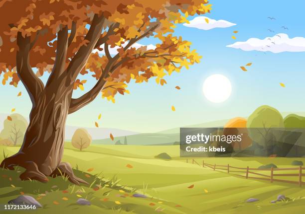 schöne herbstlandschaft - autumn tree stock-grafiken, -clipart, -cartoons und -symbole