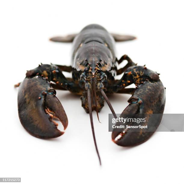 living lobster - lobster stock pictures, royalty-free photos & images