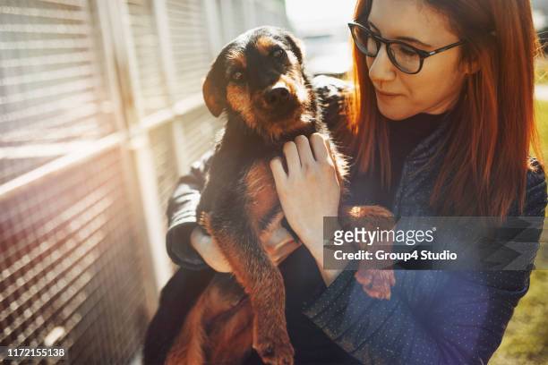 dierenopvang - geredde hond stockfoto's en -beelden