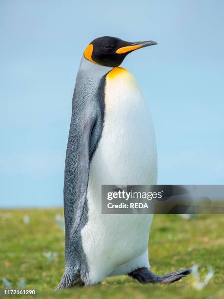 King Penguin on the Falkland Islands in the South Atlantic, South America, Falkland Islands, January.