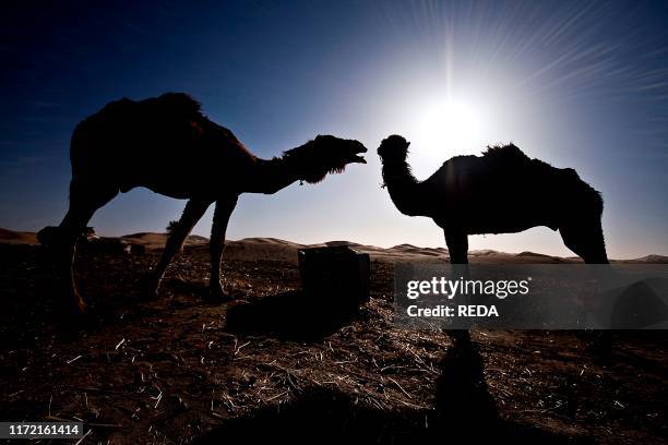 Saharian Saharian Desert Photos and Premium High Res Pictures - Getty Images