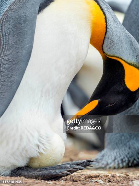 Egg being incubated by adult while balancing on feet, King Penguin on the Falkland Islands in the South Atlantic, South America, Falkland Islands,...