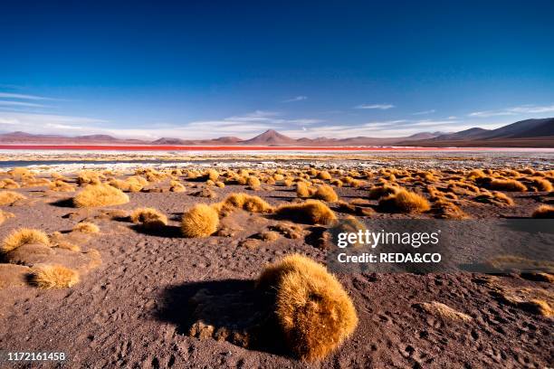 Laguna Colorada, Eduardo Avaroa Andean Fauna National Reserve, South Lipez, Potosì, Uyuni, Bolivia, South America.