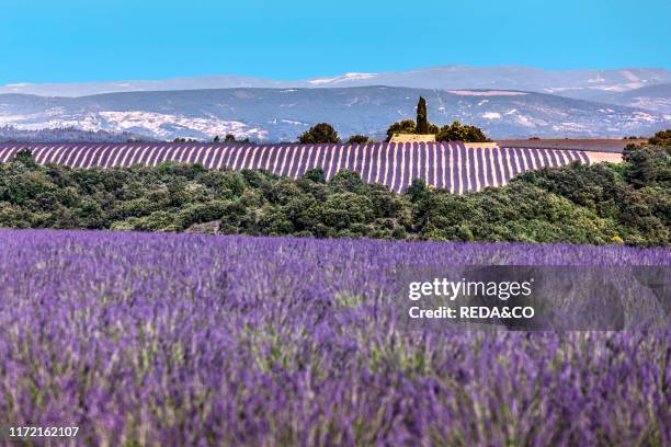 Lavender field in front of clouded sky, Plateau de Valensole, Alpes de Haute Provence, Provence, France, Europe.