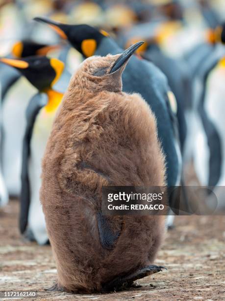 Chick in brown plumage, King Penguin on the Falkland Islands in the South Atlantic, South America, Falkland Islands, January.