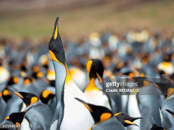 King Penguin on the Falkland Islands in the South Atlantic, South America, Falkland Islands, January.