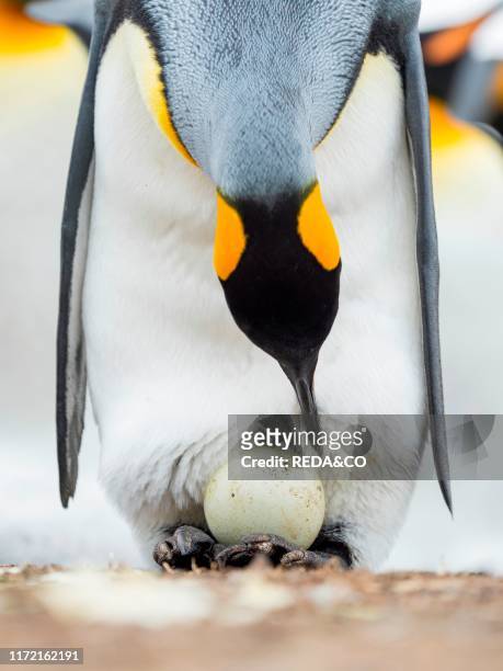 Egg being incubated by adult while balancing on feet, King Penguin on the Falkland Islands in the South Atlantic, South America, Falkland Islands,...