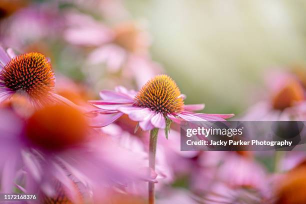 close-up image of the beautiful summer perennial  pink flower of echinacea purpurea also known as the coneflower - sonnenhut stock-fotos und bilder