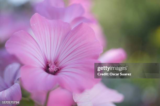 lavatera trimestris - kaasjeskruid stockfoto's en -beelden