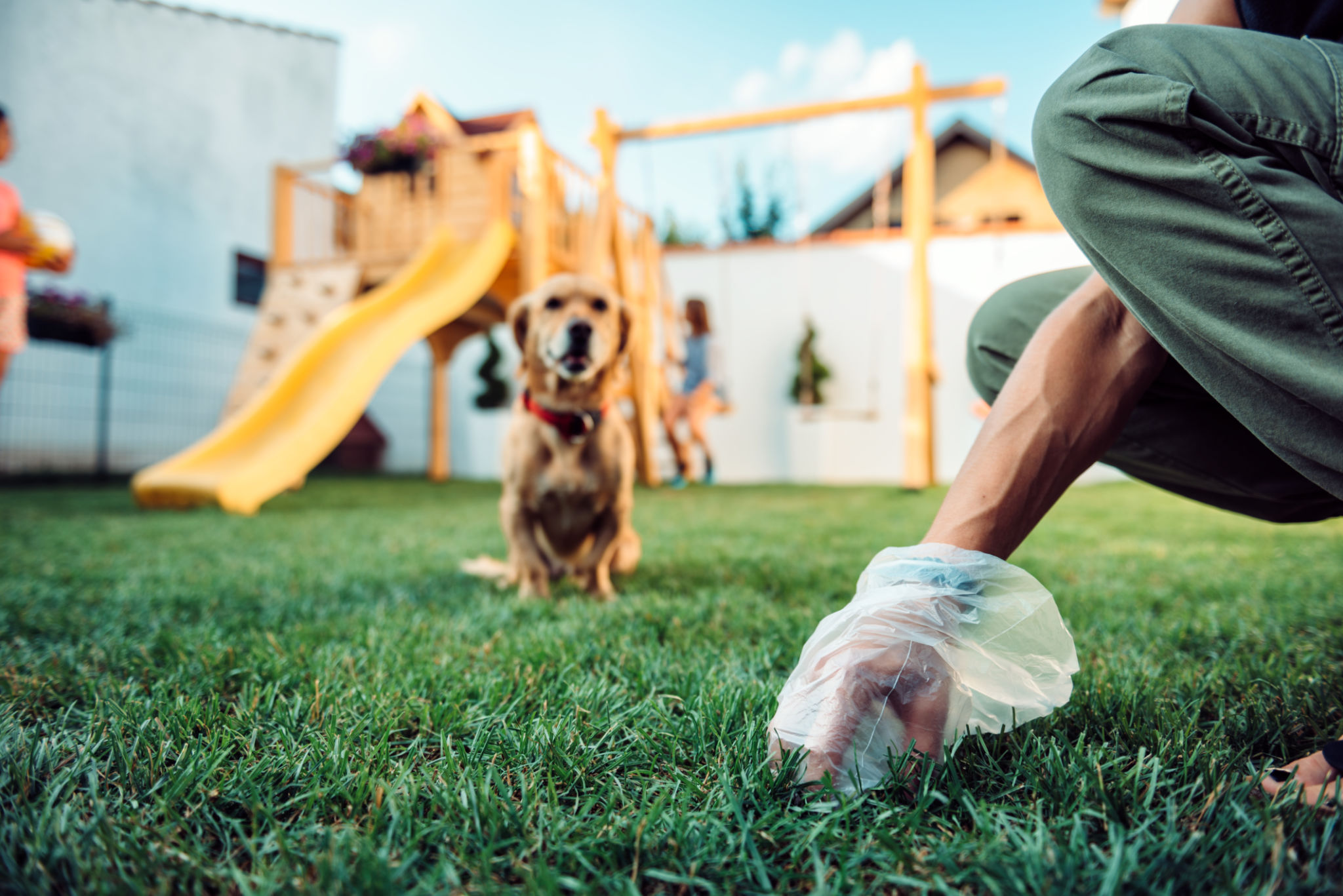 dog yard cleaning