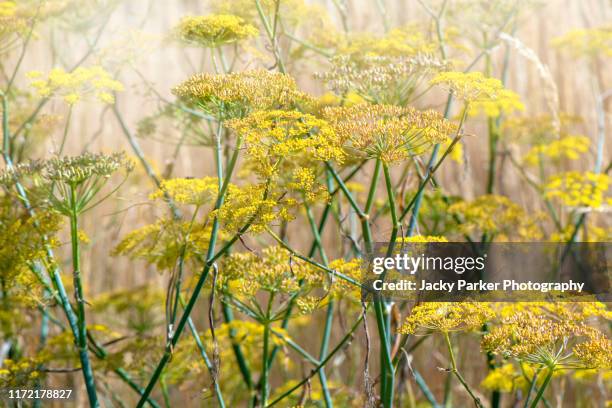 close-up image of the beautiful summer flowering yellow fennel flowers in soft sunshine - nigella stock pictures, royalty-free photos & images