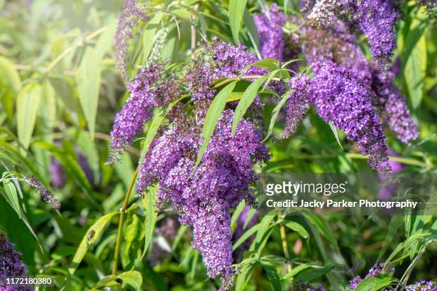 close-up image of the beautiful summer flowering buddleja, or buddleia purple flowers also known as the butterfly bush - butterfly bush stock pictures, royalty-free photos & images